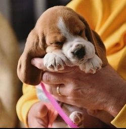 Título do anúncio: Filhotes belos de Beagle na Promoção