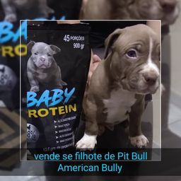 Título do anúncio: Filhote Pitbull American Bully 