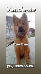 Título do anúncio: Chow Chow 3 meses de vida
