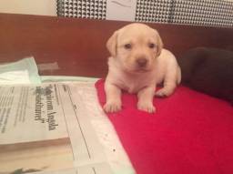 Título do anúncio: Labrador o Pet pra sua companhia mais carinhoso!! Whats 11.97229.9464