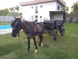 Título do anúncio: Cavalo de charrete, cangalha, carroça e montaria