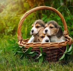 Título do anúncio: belos filhotinhos de beagle