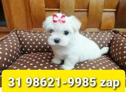 Título do anúncio: Canil Filhotes Cães em BH Maltês Lhasa Basset Beagle Shihtzu Poodle Yorkshire 