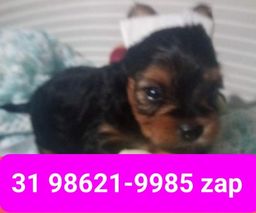 Título do anúncio: Canil em BH Filhotes Cães Yorkshire Basset Poodle Beagle Shihtzu Maltês Lhasa 