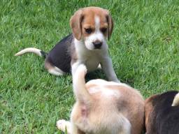 Título do anúncio: Lindos bebês beagle com pedigree 