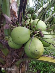 Título do anúncio: Vende-se coco verde, e água de coco para engarrafar.