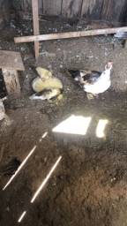 Título do anúncio: 18 galinhas 1 galo 2 casal de pato e 2 casal de marrecos