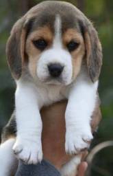 Título do anúncio: Beagle com pedigree e microchip em ate 12x 