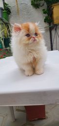 Título do anúncio: Filhotes de gato persa com pedigree 
