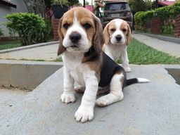Título do anúncio:  Macho e fêmea filhote de beagle com vacina pedigree e recibo 