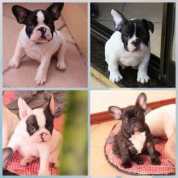 Título do anúncio: Bulldog Francês, filhotes com pedigree e vacinação