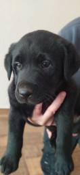 Título do anúncio: Labrador retriver puro com 30 dias