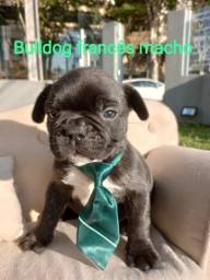 Título do anúncio: bulldog francês preto filhote lindíssimo 