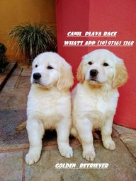 Golden Retriever : Machos C/Pedigree alto padrao genetico Canil