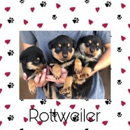 Título do anúncio: Rottweiler com pedigree e microchip em até 12x