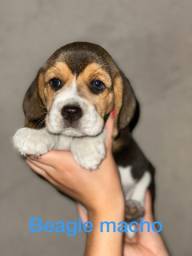Título do anúncio: beagle