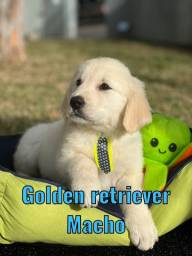 Título do anúncio: Golden filhotes melhor companhia 