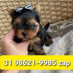 Título do anúncio: Cães Filhotes Pet BH Yorkshire Beagle Basset Poodle Lhasa Shihtzu Maltês 