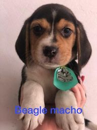 Título do anúncio: Beagles machos e fêmeas disponível n°100