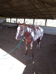 Título do anúncio: Cavalo paint horse com manga larga