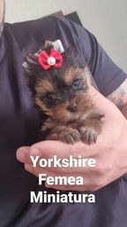 Título do anúncio: Yorkshire Femea teawcup micro