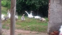 Título do anúncio: Lote com 18 gansos (africano, sinaleiro branco, pardo e mestiços) + 8 patos (brinde)