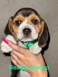 Título do anúncio: Beagles machos e fêmeas disponível n°108