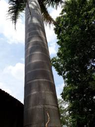 Título do anúncio: Palmeira Real Imperial 6 metros 