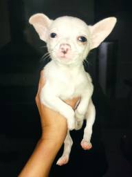 Título do anúncio: Chihuahua olho azul macho! Exemplar único