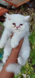 Título do anúncio:  Gato persa macho filhote lindos com Pedigree e Garantia 