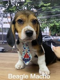 Título do anúncio: Beagle macho na promoção da semana 