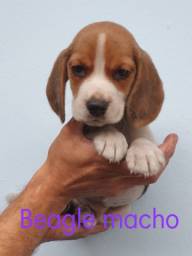 Título do anúncio: Beagles machos e fêmeas disponível n°102