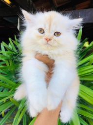 Título do anúncio:  Gato persa filhote macho lindos com Pedigree e Recibo