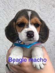 Título do anúncio: Beagles machos e fêmeas disponível n°114