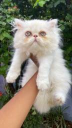 Título do anúncio:   Lindos filhote de gato persa macho pronta entrega com garantia e pedigree 