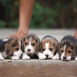 Título do anúncio: Beagle 13 polegada filhotes com garantias não perca tempo 