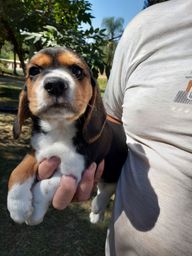 Título do anúncio: Beagle fêmea 