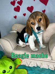 Título do anúncio: beagle brincalhão