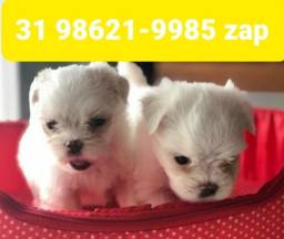 Título do anúncio: Filhotes Cães em BH Perfeitos Maltês Lhasa Basset Beagle Yorkshire Shihtzu 
