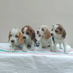 Título do anúncio: Beagle 13 polegada bicolor e tricolor filhotes a venda 