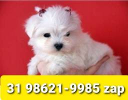 Título do anúncio: Canil Pet Filhotes Cães BH Maltês Poodle Basset Pug Yorkshire Shihtzu Lhasa 