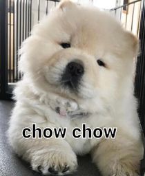 Título do anúncio: chow chow disponível 