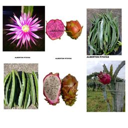Título do anúncio: 50 mudas e 21 variedades de pitayas uma pequena coleção em sua casa!!