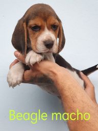 Título do anúncio: Beagles machos e fêmeas disponível n°110