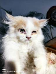 Título do anúncio: Vendo filhotes de gato persa 