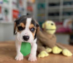 Título do anúncio: Lindo filhote Beagle! Entrega imediata