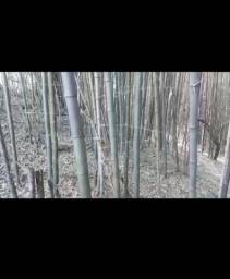 Título do anúncio: Bambu phyllostachys Edulis