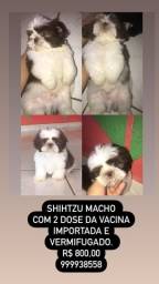 Título do anúncio: Shihtzu macho e fêmea 