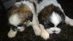 Alegria garantia! Shih Tzu