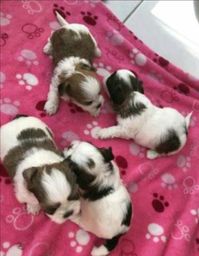 Shih tzu 997085533